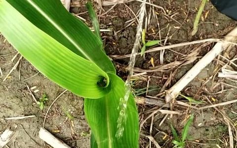 Pissing on Grass in Outdoor