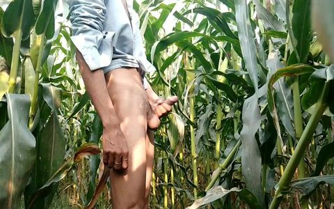 Indian Big Cock Showing in Maize Field