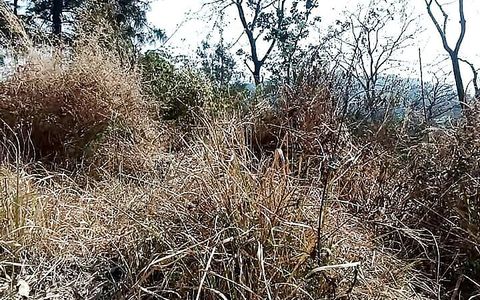 Young Indian Army Boy Masturbating in the Jungle