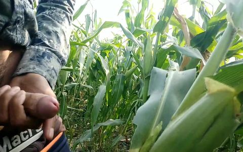 Cumming on Maize Leaf, Super Cumming