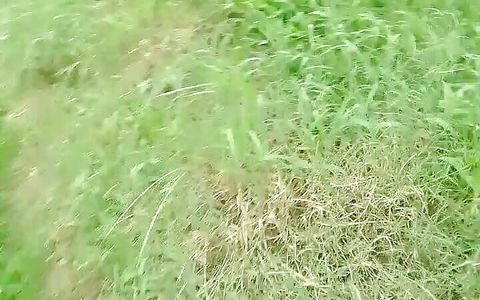 Indian Pissing on Outside in the Morning